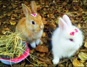 Coelhos Fofinhos 6