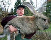 GERMANY RABBIT BREEDING