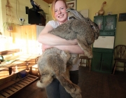 M and Y News Agency 30/03/13: Ralph, a five year old giant continental rabbit weighing nearly four stone and over three feet long, held by Cindy Winson (17) of Sussex Horse Rescue Trust, East Sussex, where he lives. Ralph is thought to be the largest Rabbit in the country.