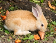 Coelhos Se Alimentando 4