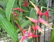 Coleta de Heliconia 4