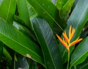 Coleta de Heliconia 6