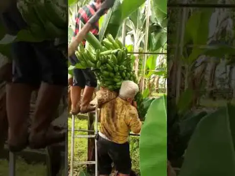 Colheita da Banana da Terra 5