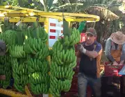 Colheita da Banana da Terra 1
