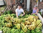 Colheita da Banana da Terra 6