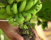 Colheita de Banana Orgânica 3