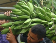 Colheita de Banana Orgânica 4