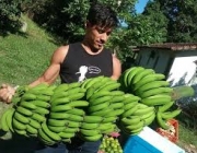 Colheita de Banana Orgânica 6