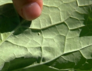 Combater as Plagas nas Plantações de Couve Flor 1