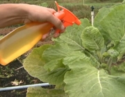 Combater as Plagas nas Plantações de Couve Flor 2