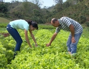 Combater as Plagas nas Plantações de Couve Flor 4