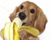 Comendo Banana 4