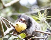 Comendo Goiaba 4