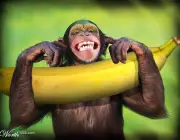 Comer Banana 3
