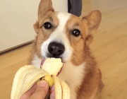 Comer Banana 4