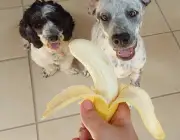Comer Banana 6