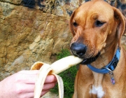 Comer Banana 5