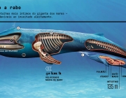 Comércio de Gordura da Baleia 5