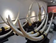 Comércio de Marfim de Elefante 1
