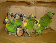 Comércio Ilegal de Venda do Papagaio de Finsch Lista Vermelha 1