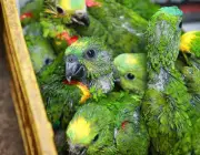 Comércio Ilegal de Venda do Papagaio de Finsch Lista Vermelha 2
