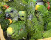 Comércio Ilegal de Venda do Papagaio de Finsch Lista Vermelha 4