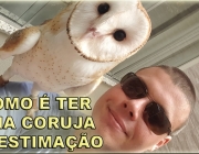 Como Criar uma Coruja Suindara 1