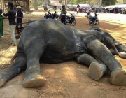 Elefantes Mortos 6