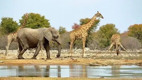 Comportamento das Girafas 3