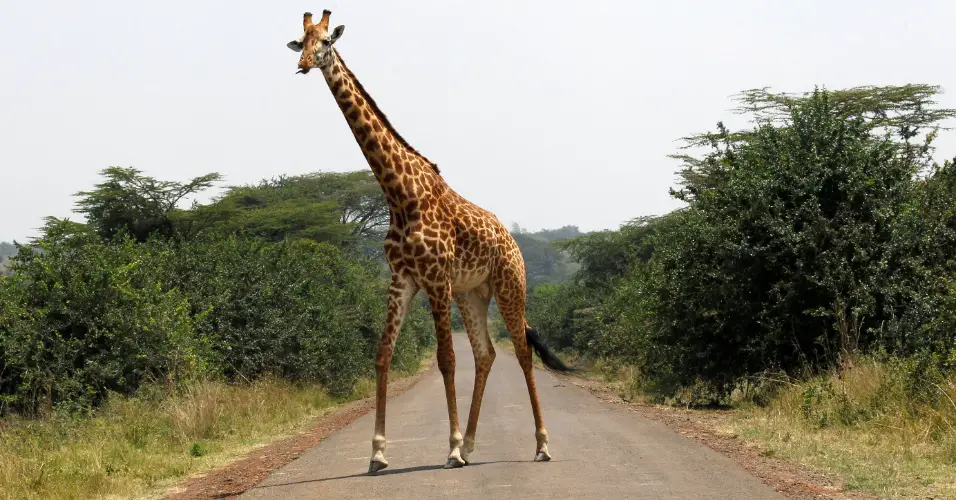Comportamento das Girafas 4