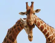 Comportamento das Girafas 1