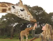 Comportamento das Girafas 2