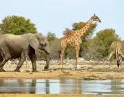 Comportamento das Girafas 3