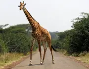 Comportamento das Girafas 4