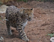 Comportamento do Leopardo-de-Amur 1