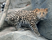 Comportamento do Leopardo-de-Amur 2