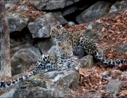 Comportamento do Leopardo-de-Amur 3