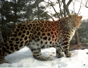 Comportamento do Leopardo-de-Amur 4