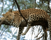 Comportamento do Leopardo-de-Amur 5