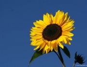 Girasol 1