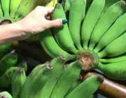 Comprar Banana Orgânica 1