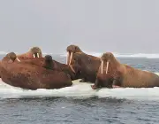 Comunidade de Animais - Ártico 5