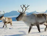Comunidade de Animais - Ártico 6