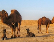 Comunidade de Animais - Deserto 1