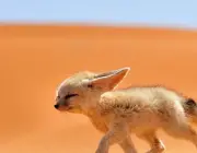Comunidade de Animais - Deserto 3