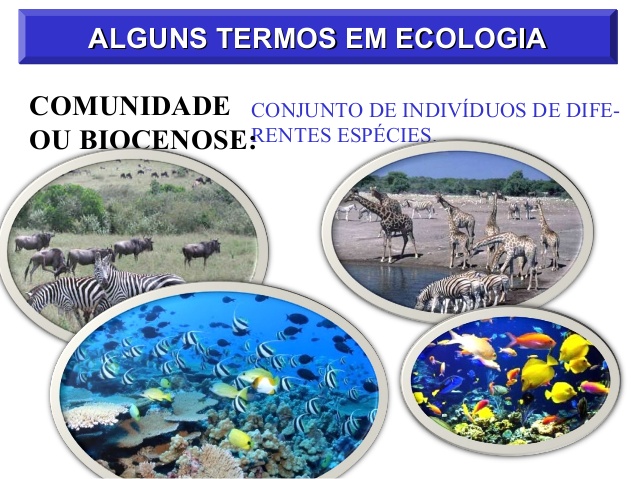 O Que é Comunidade em Ciências? – Mundo Ecologia