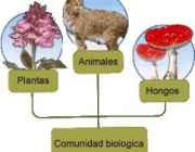 Comunidades Biológicas 2