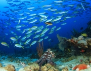 Conceito de Ecossistema 5