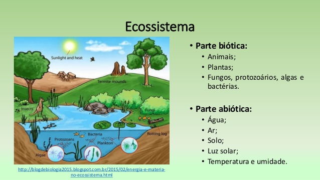 Conceitos Básicos da Ecologia 4