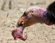 Condor da California Comendo 3